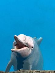 守护中华白海豚粤港澳三地共建和谐大湾生态