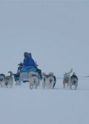 雪橇犬英文版