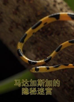 马达加斯加的隐秘迷宫