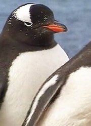 南极野生动物企鹅