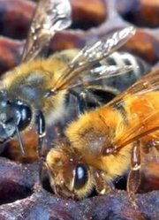 南非蜜蜂打入非洲蜂内部，结果被发现，大量非洲蜂上去撕咬！