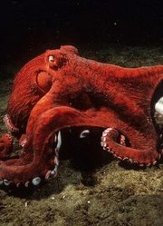 东海霸王：巨型章鱼