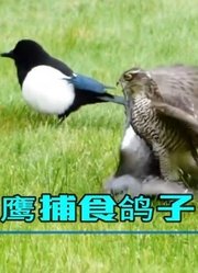 草地老鹰捕食鸽子，旁边两只喜鹊居然想来分一份晚餐