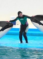 海豚的生活海豚世界海洋舞蹈家会跳舞的游泳健将