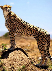 非洲动物传奇10