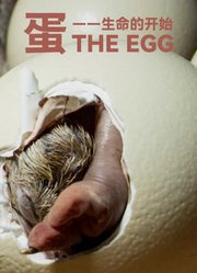 蛋——生命的开始