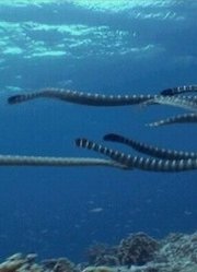 遭遇海蛇：实拍惊人的潜水之旅