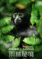 中国海南雨林秘境