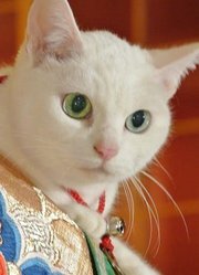 猫咪物语第4季
