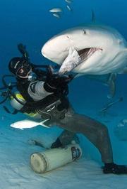 深海怪鲨