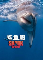 鲨鱼周：大白鲨新战场