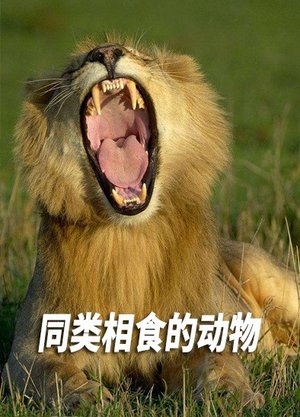 同类相食的动物